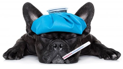 4 Oorzaken Van Diarree Bij De Hond - Nero Gold