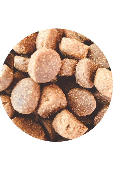 Nero Gold Hond Adult