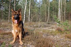 hond_bos