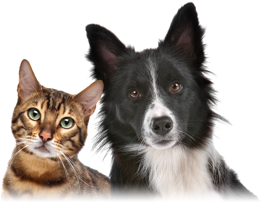 pet-insurance-top-v4
