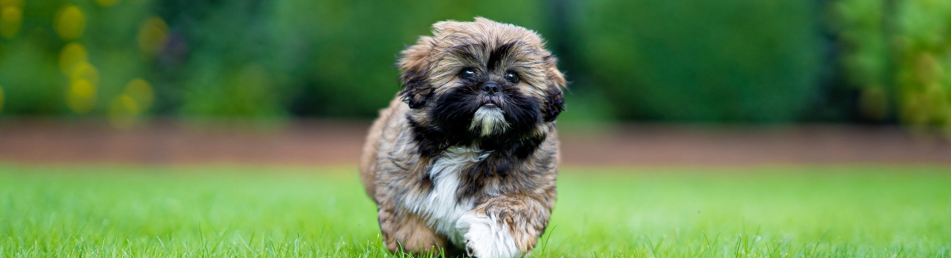 shih-tzu_3497