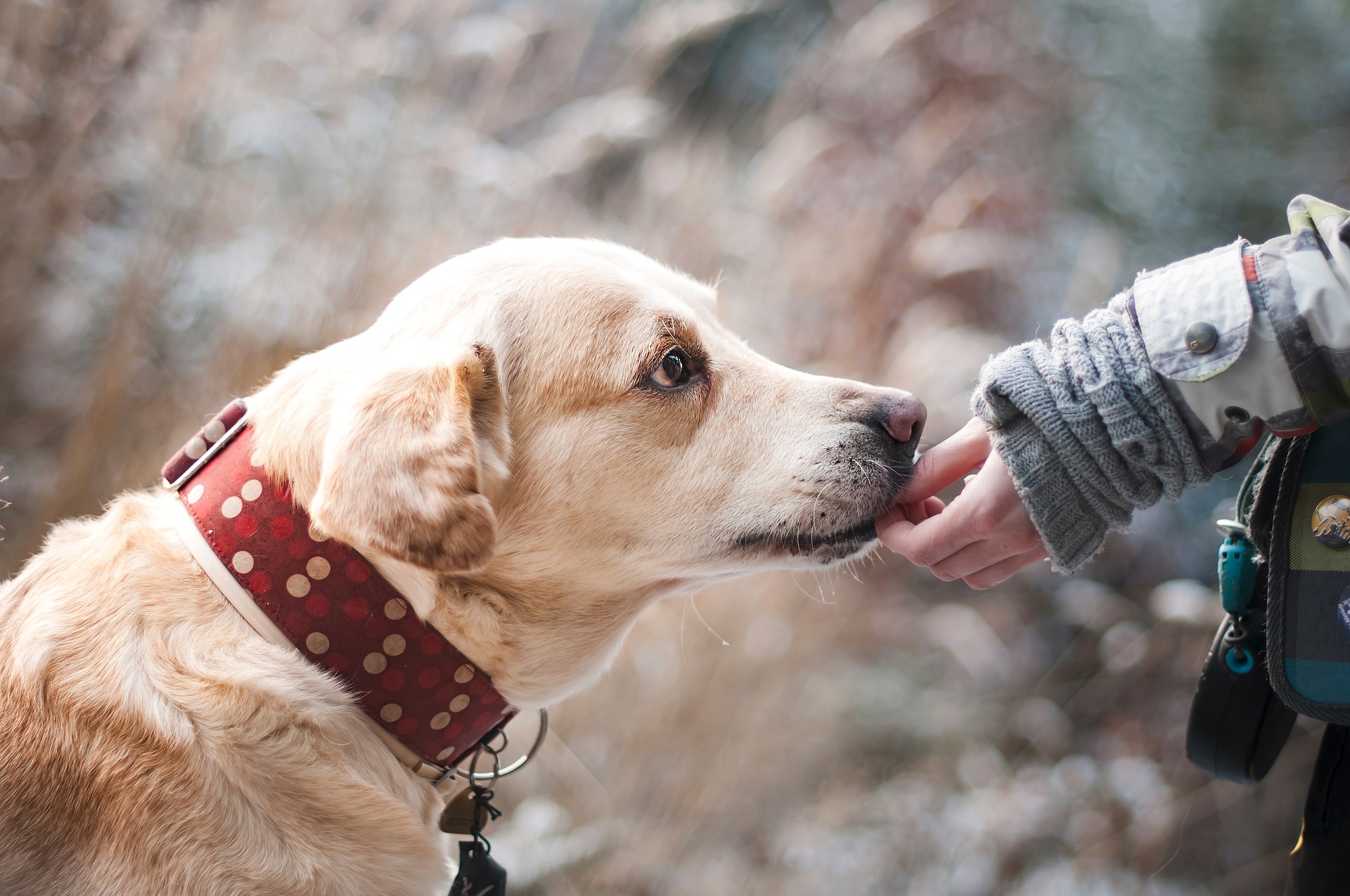 tussendoortje_voor_de_hond_6825