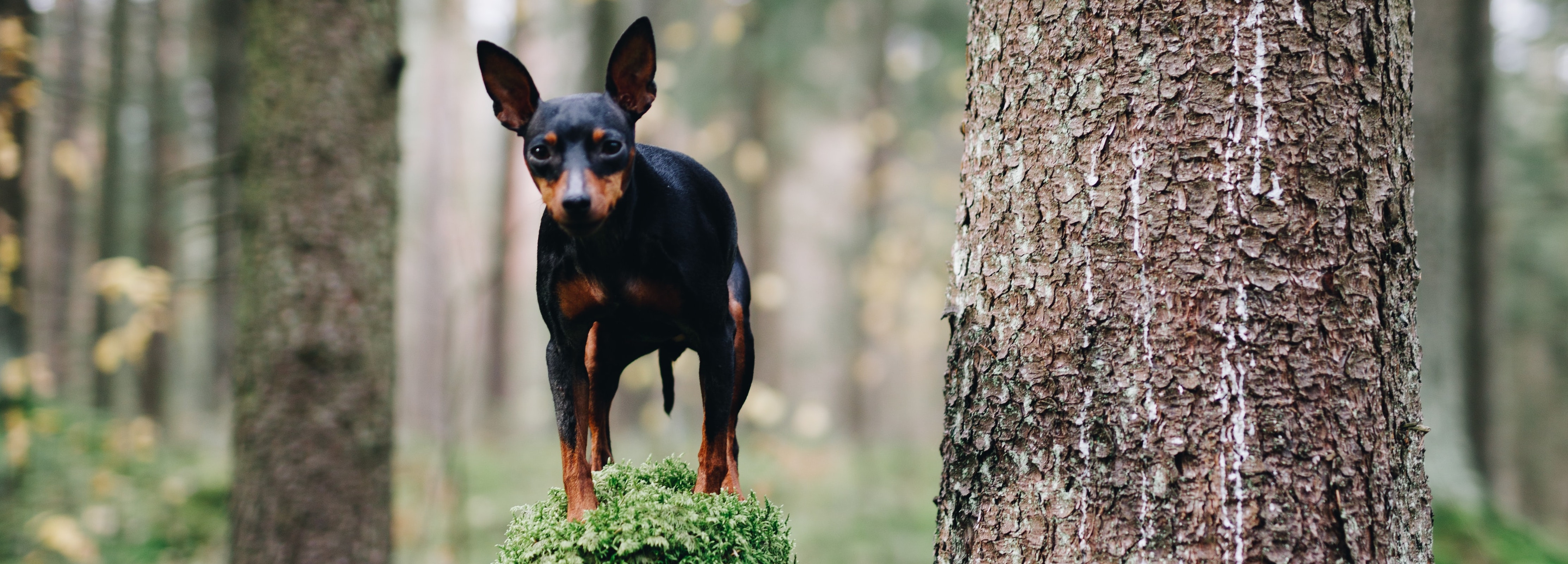 dwergpinscher_6985