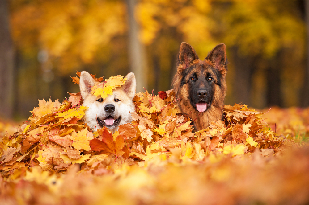 Herfst