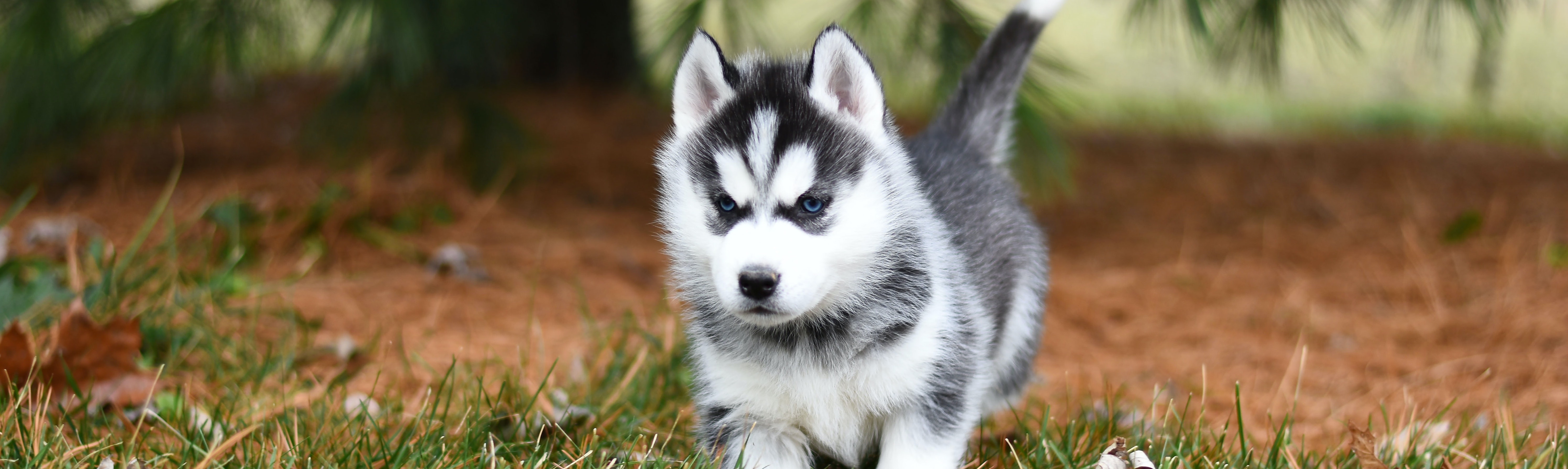 siberische-husky_8333