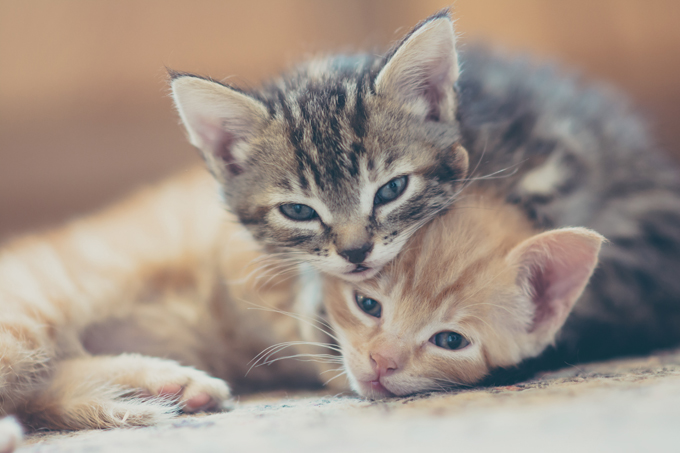 kittens