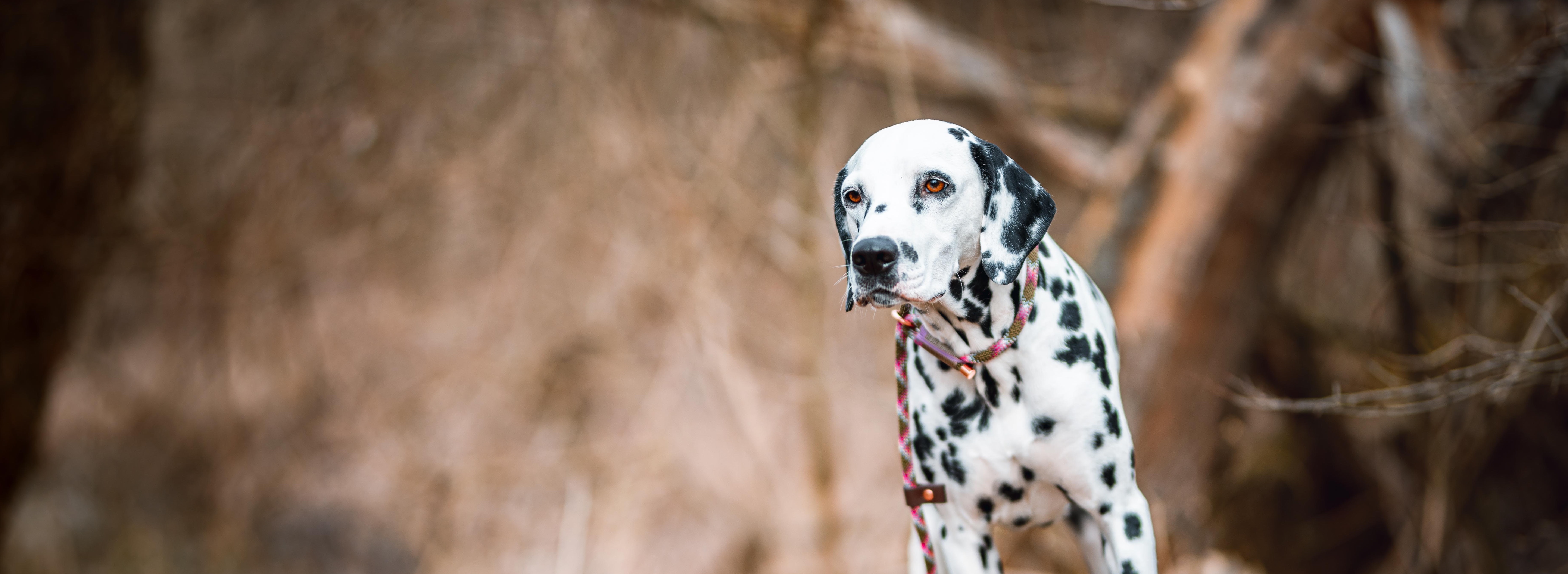dalmatier_6211