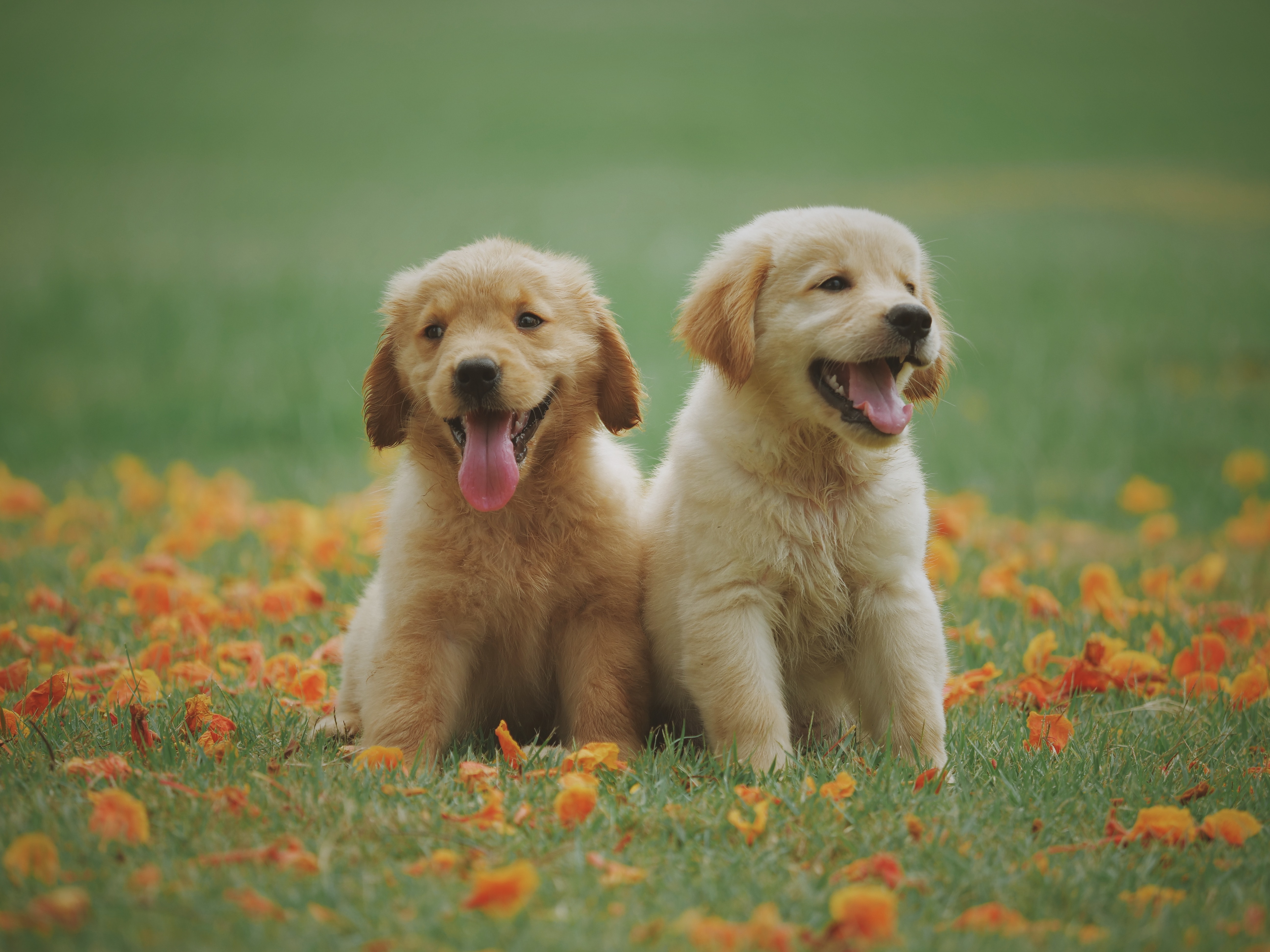 de_beste_puppybrokken_1566