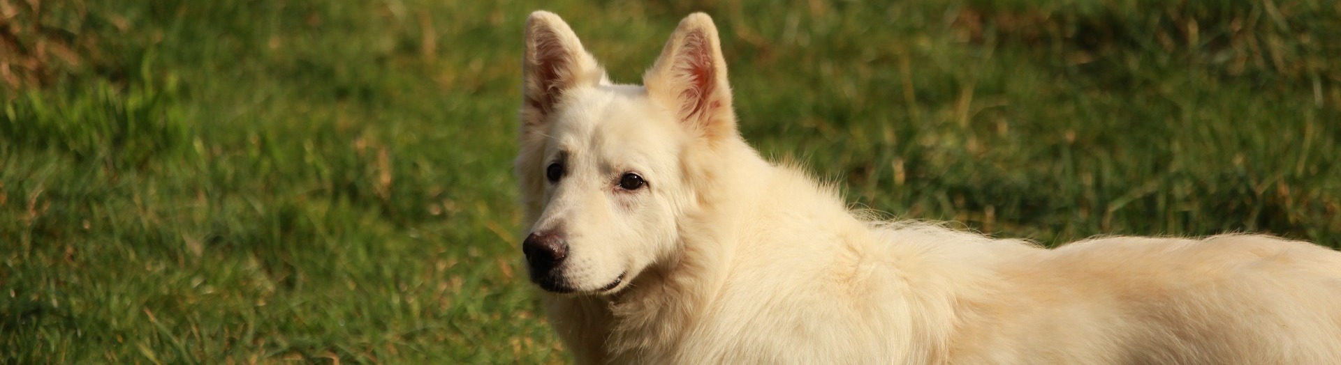 zwitserse-herder_9946