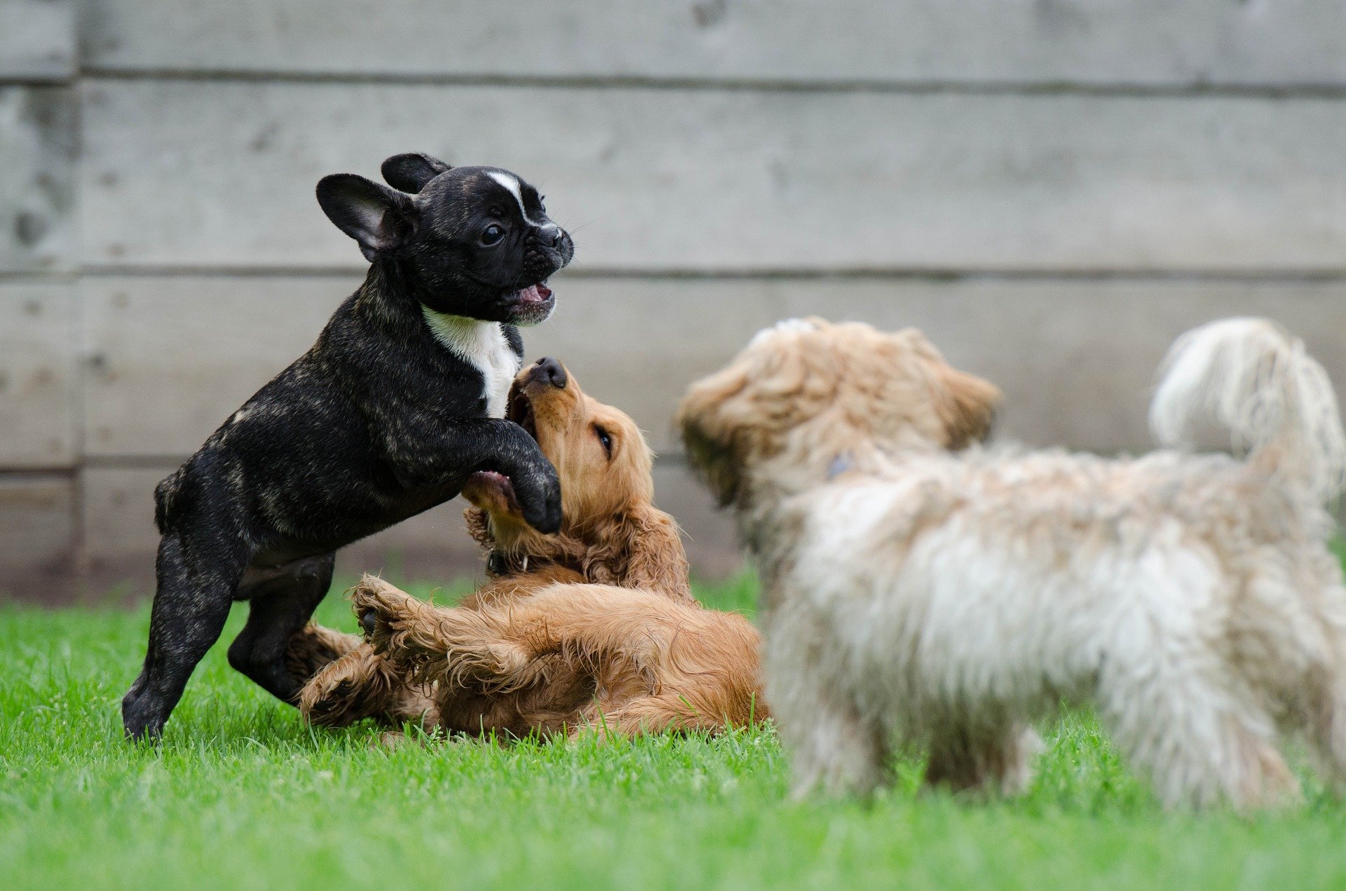 hondenvoer_voor_een_puppy_7964