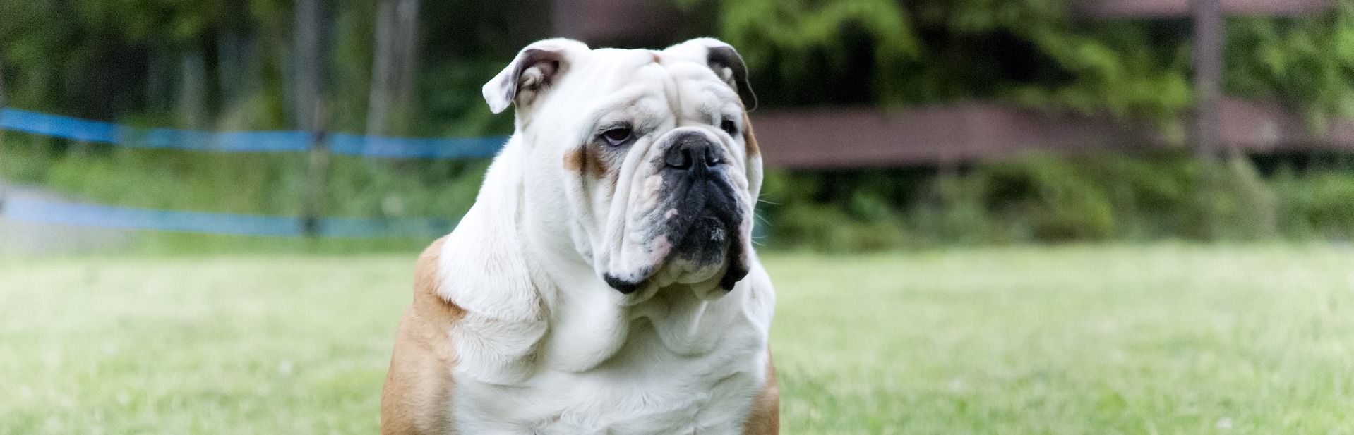 oldenglishbulldog_8418