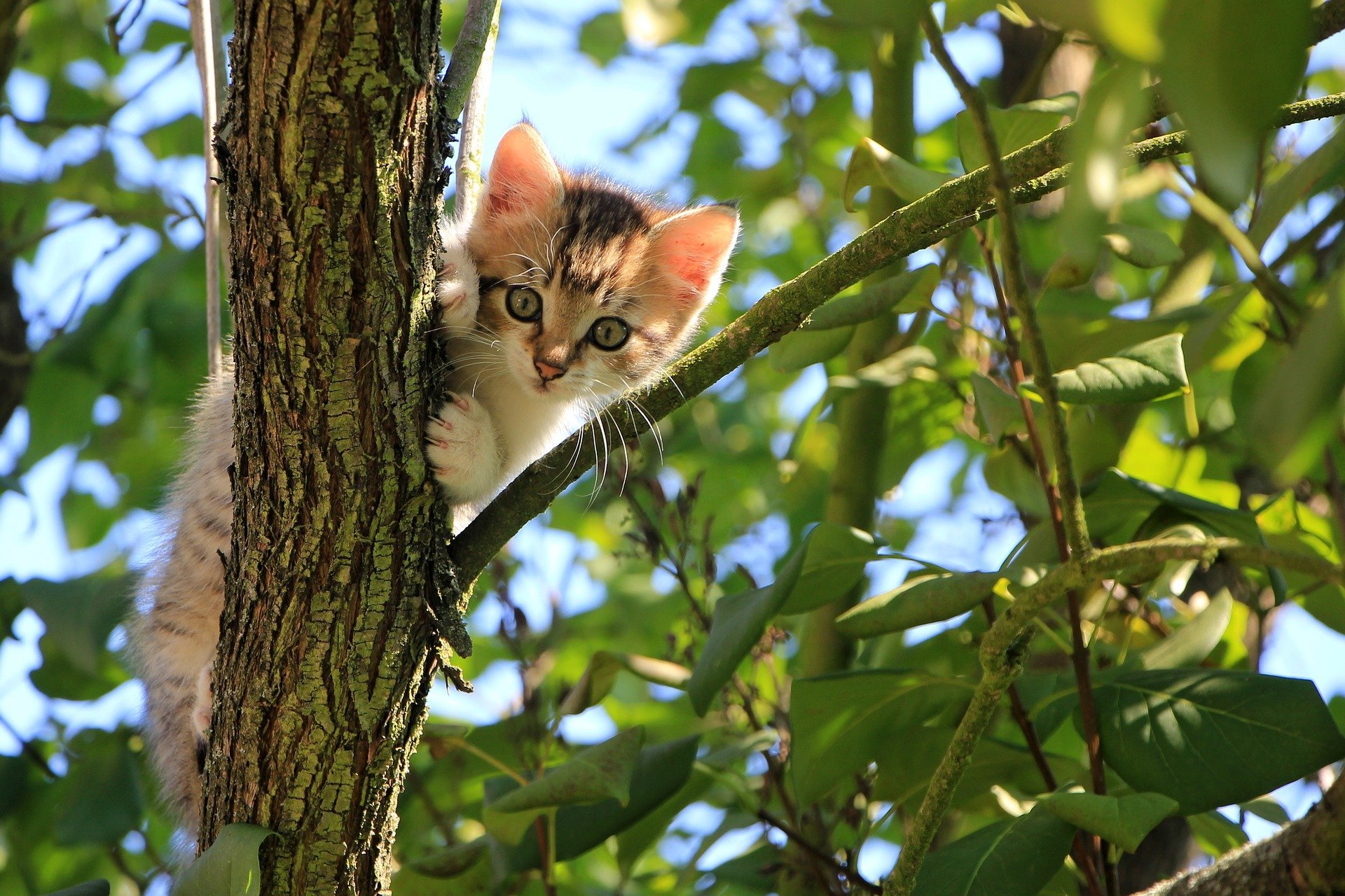 cat-1647775_1920_9011