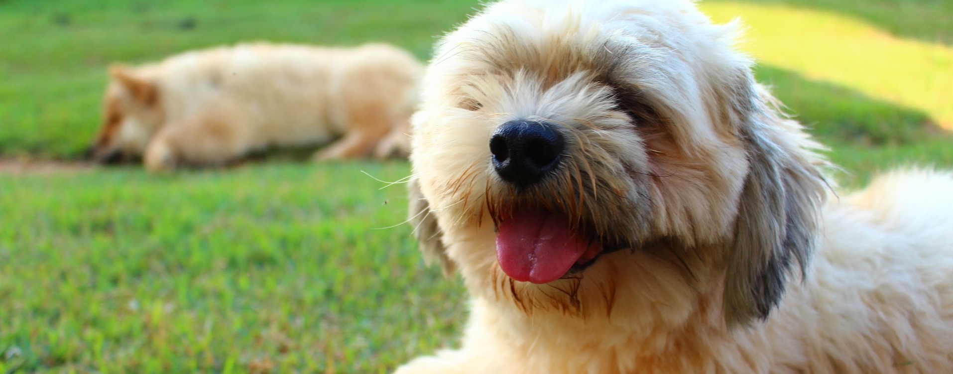 ihasa-apso_1322
