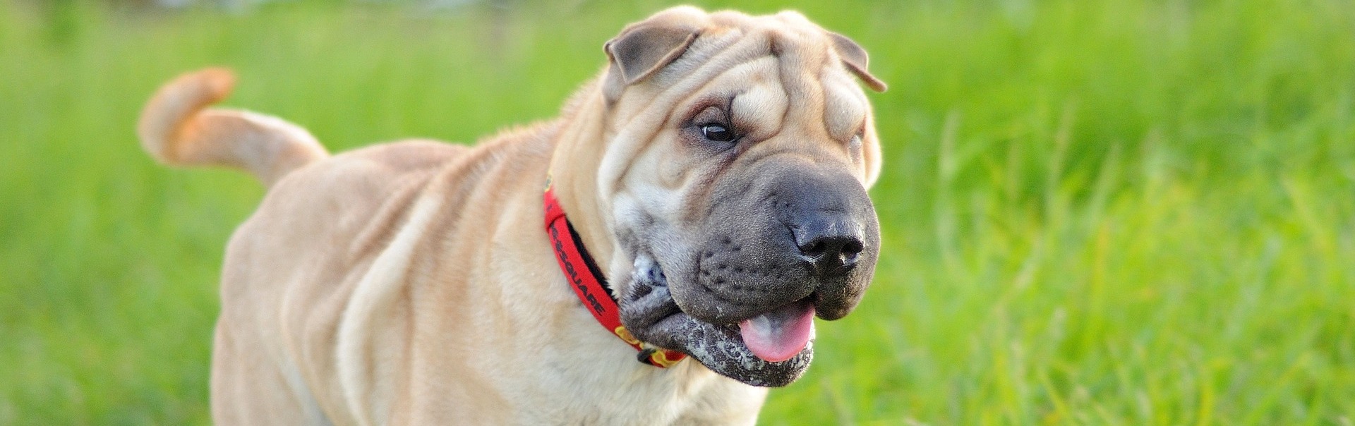 shar-pei_1744
