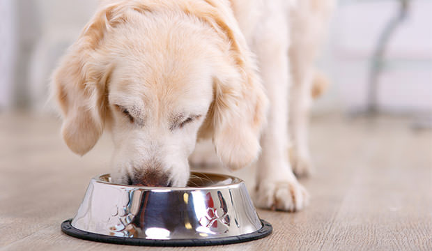 hond_eten_brokken_1