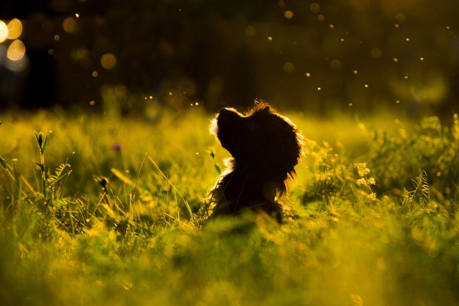 glanzen_vacht_voor_de_hond