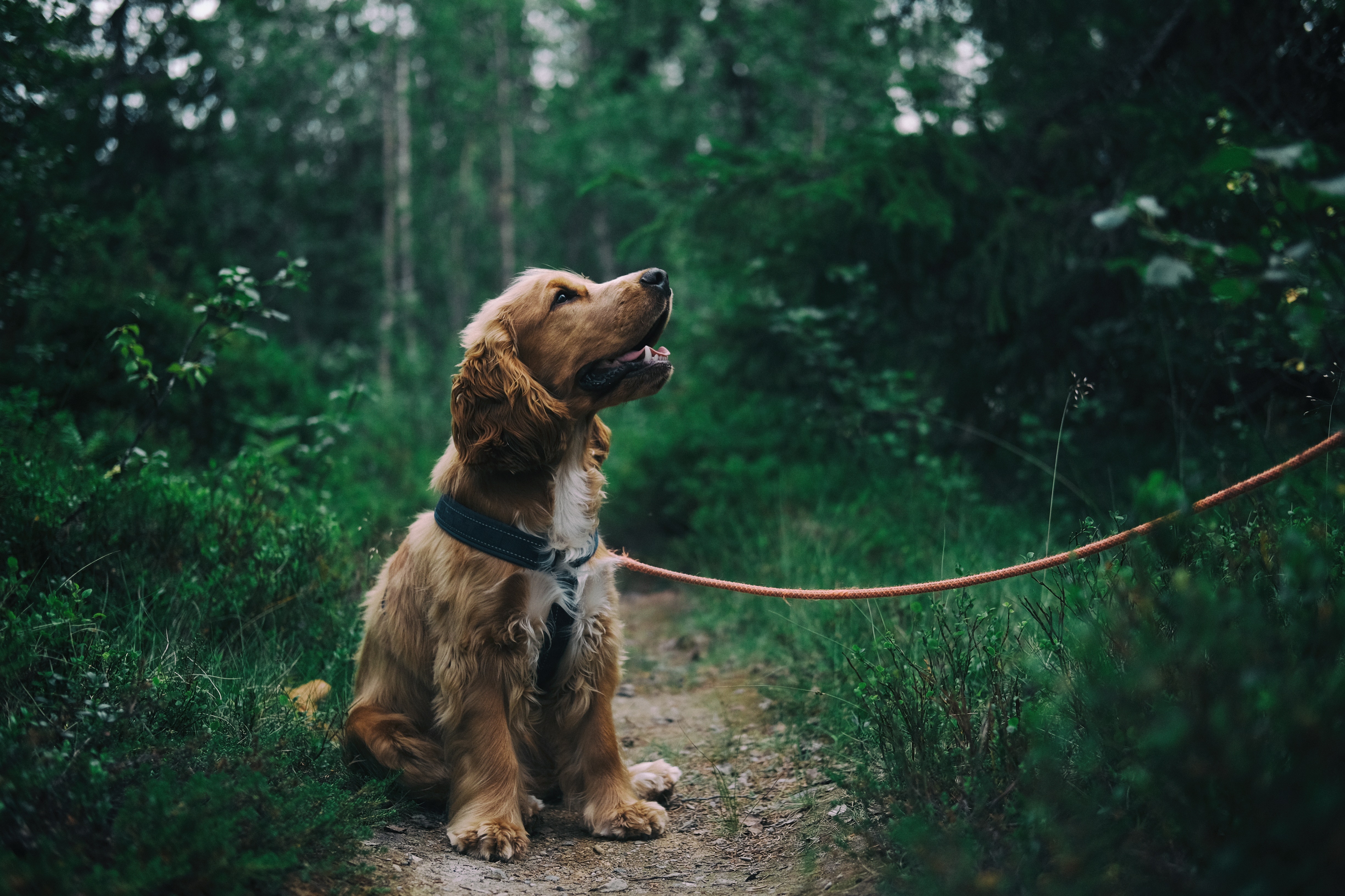 adorable-animal-canine-1254140_9496