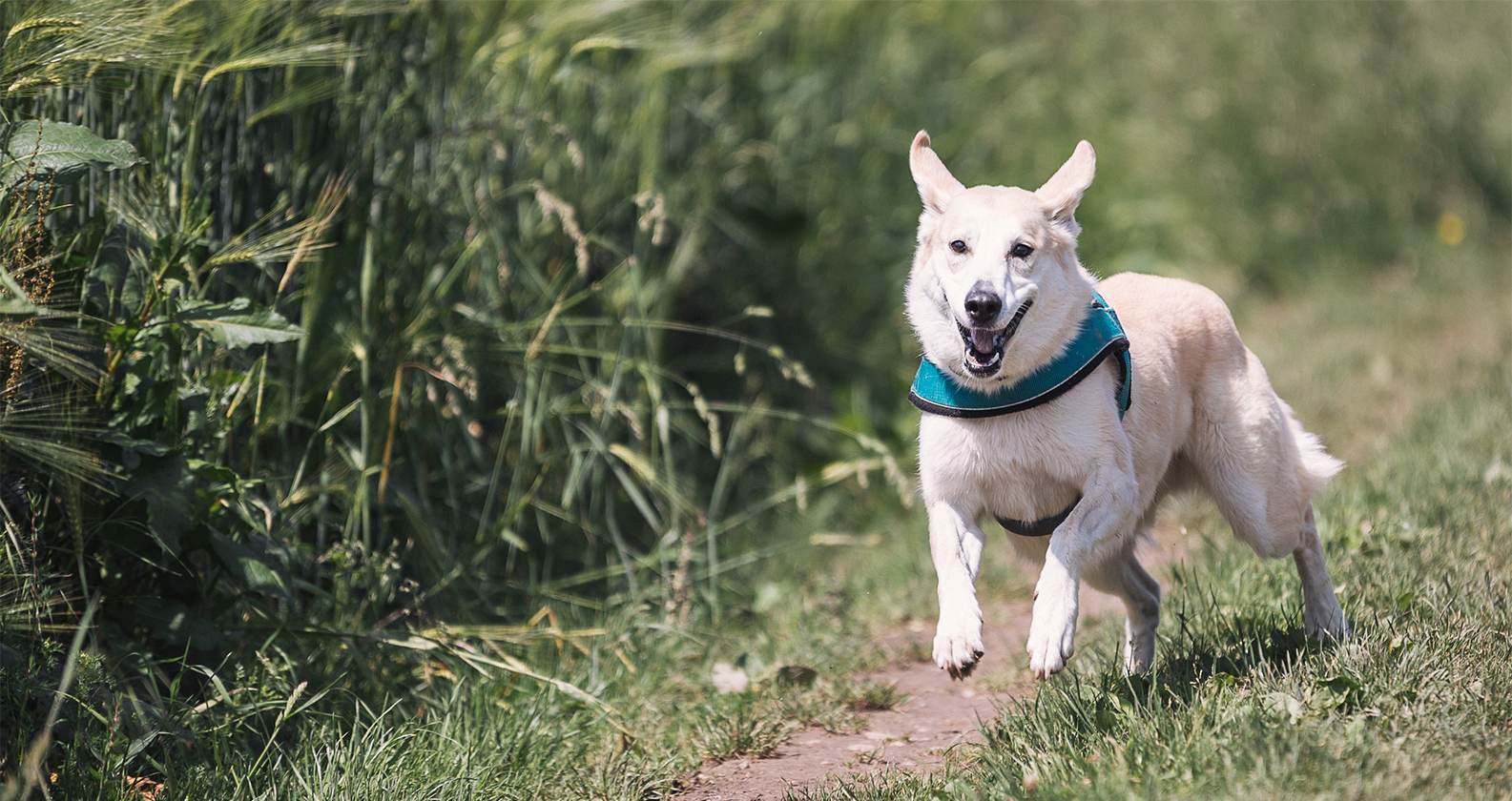 mijn-hond-moet-afvallen_7951
