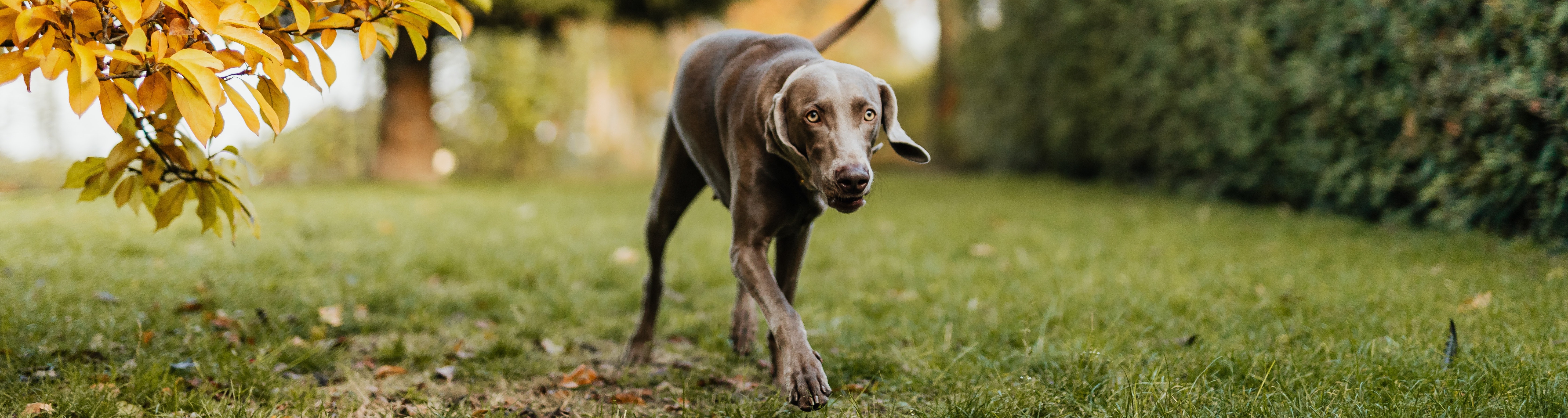 weimaraner_2449