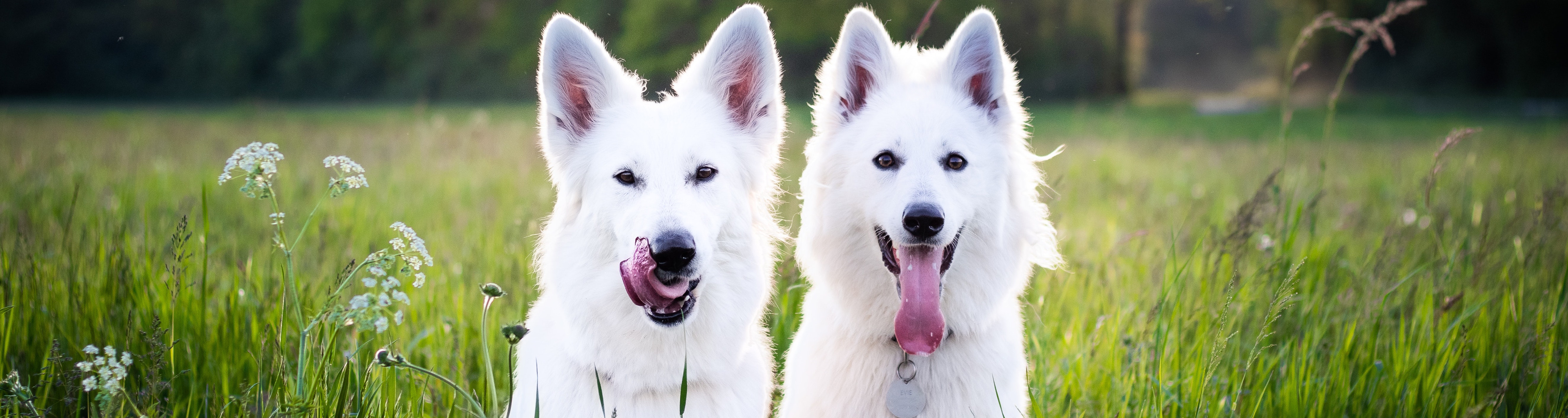 witte-herder_4374