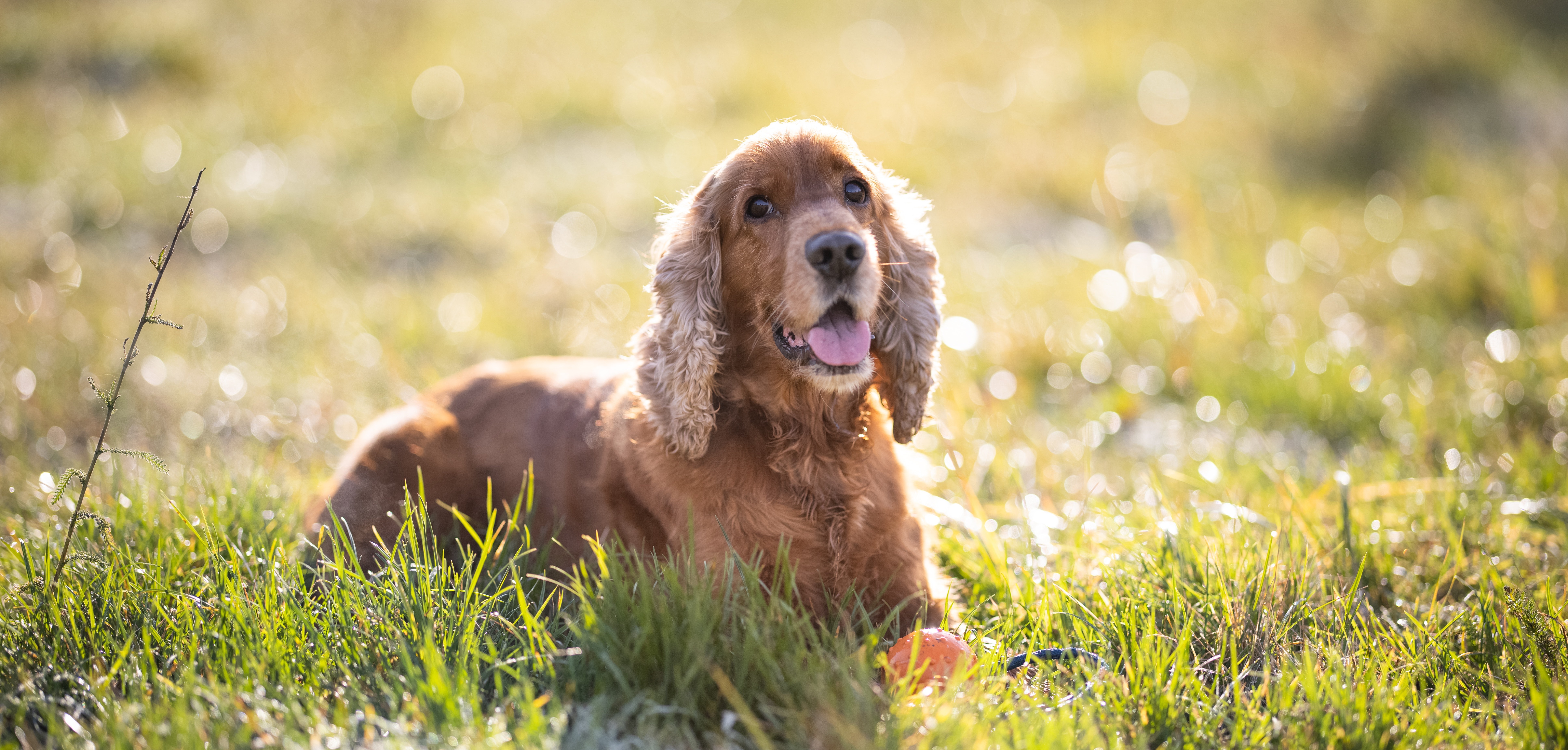 cocker_spaniel_5016