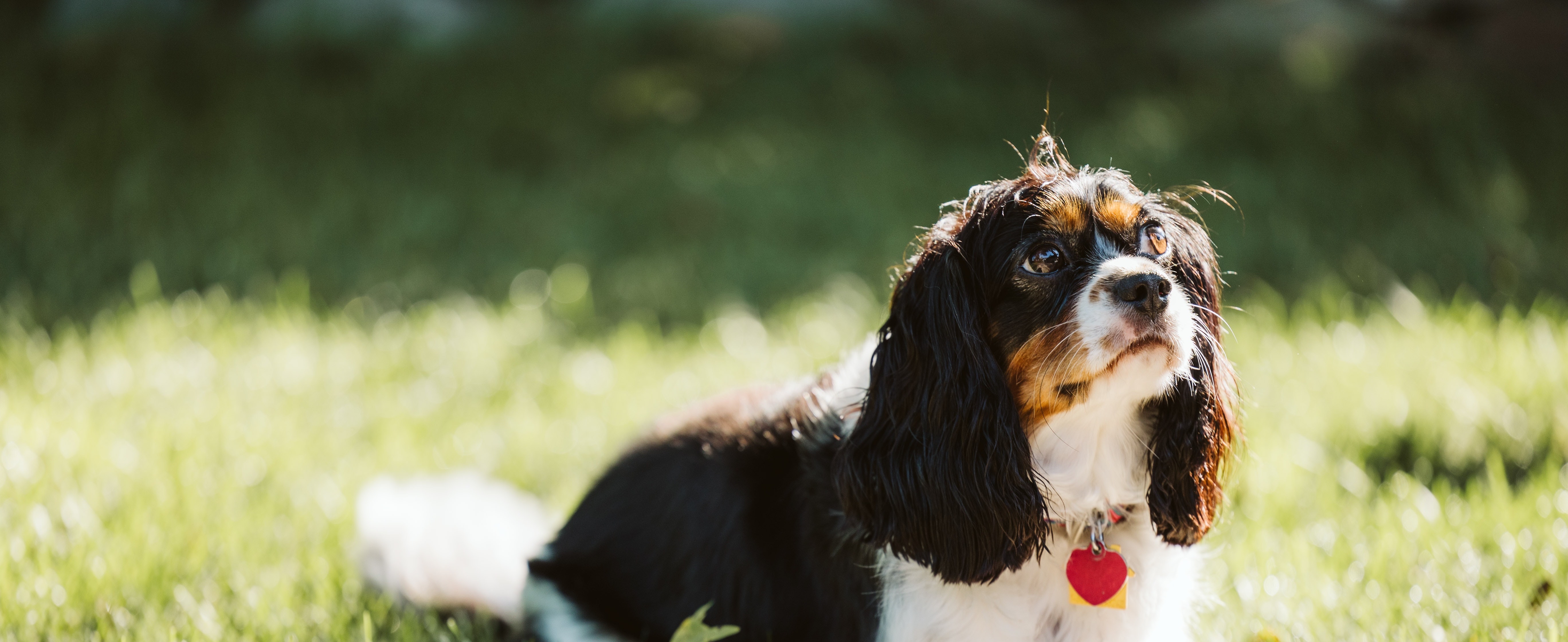 cavalier_king_charles_1555