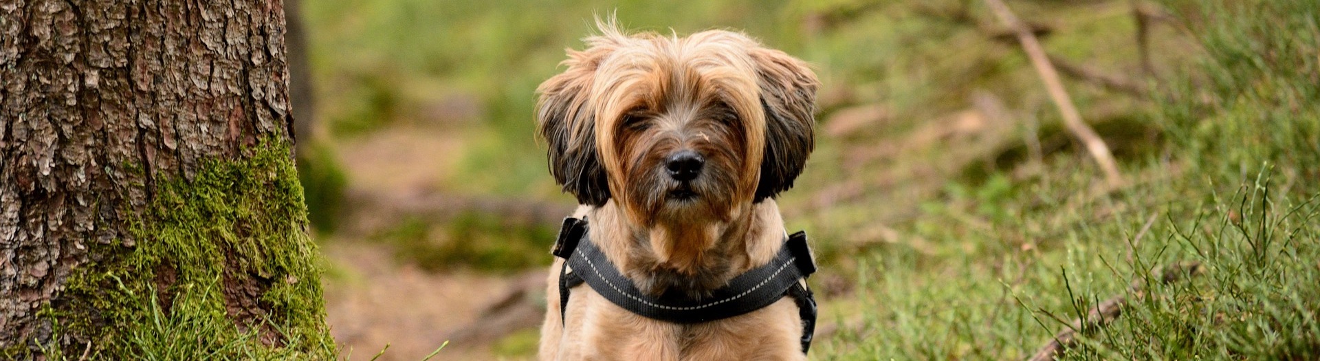 tibetaanse-terrier_8240