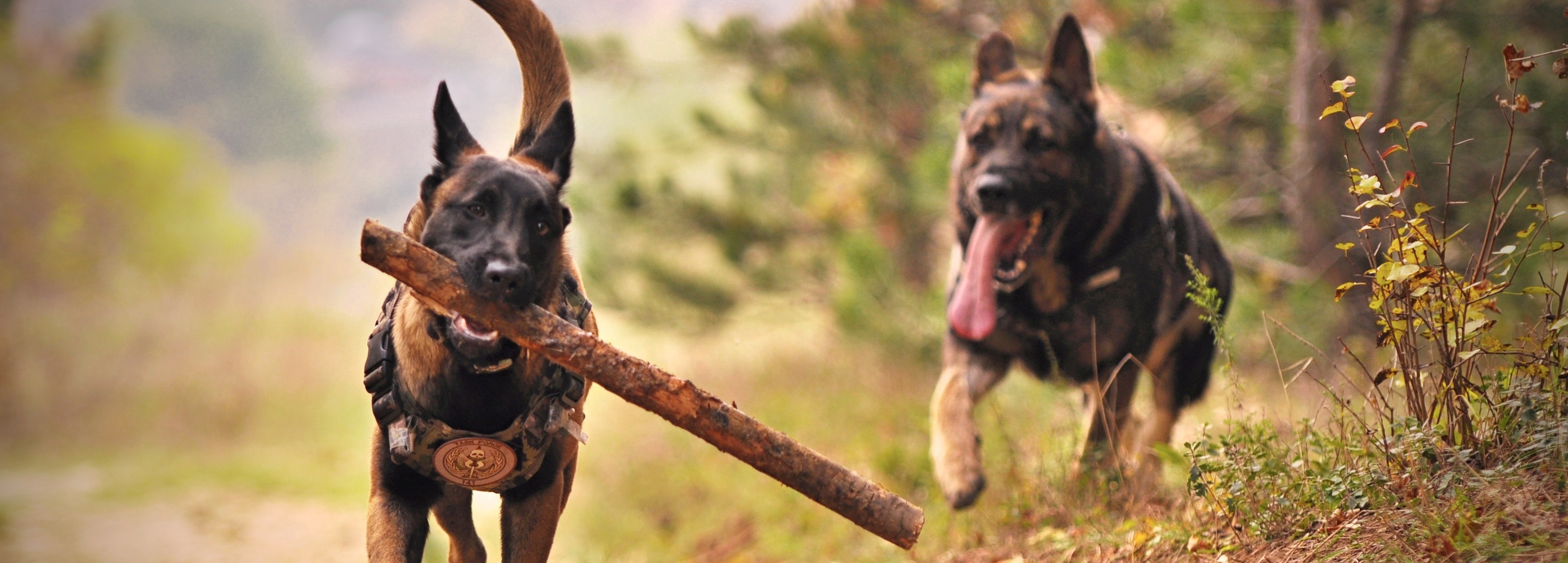 duitse-herder_8893