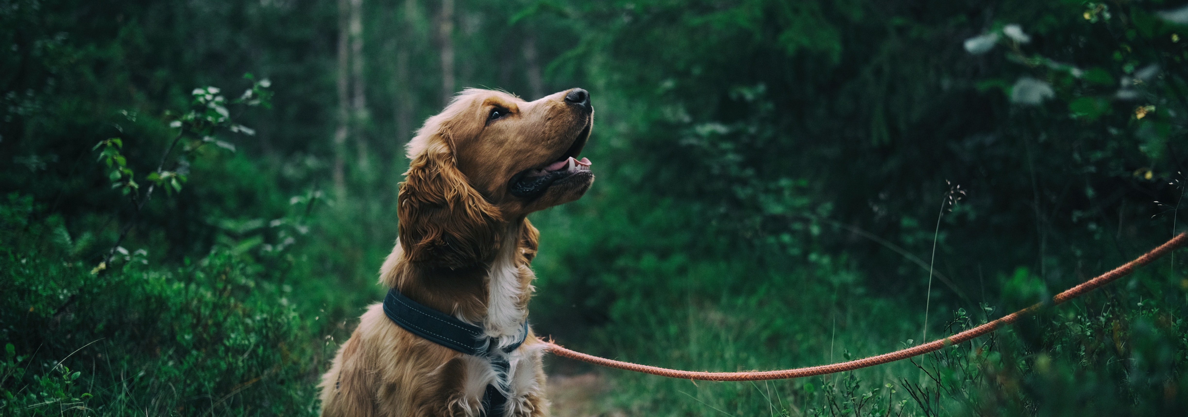 engelse-cockerspaniel_8845