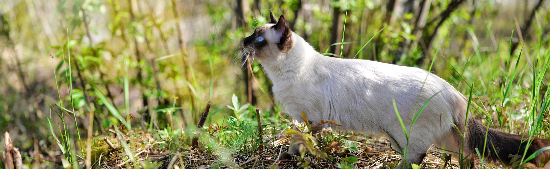 ragdoll_3961