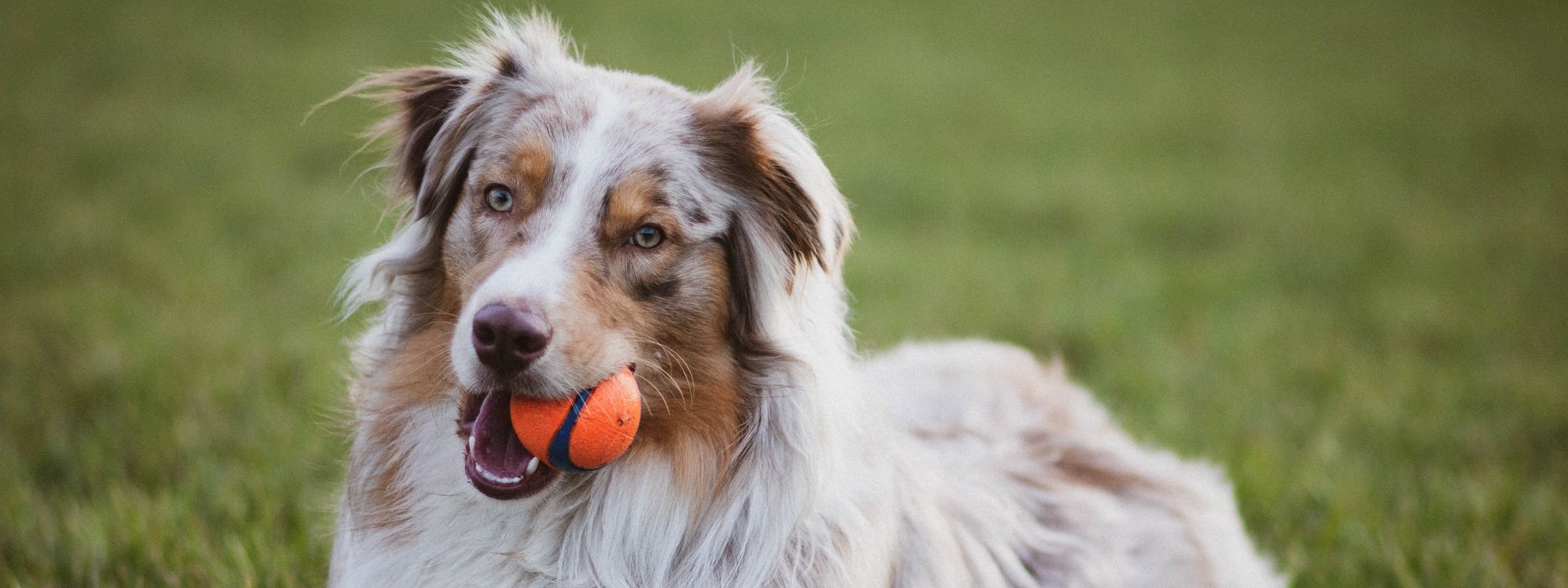 hond_4480