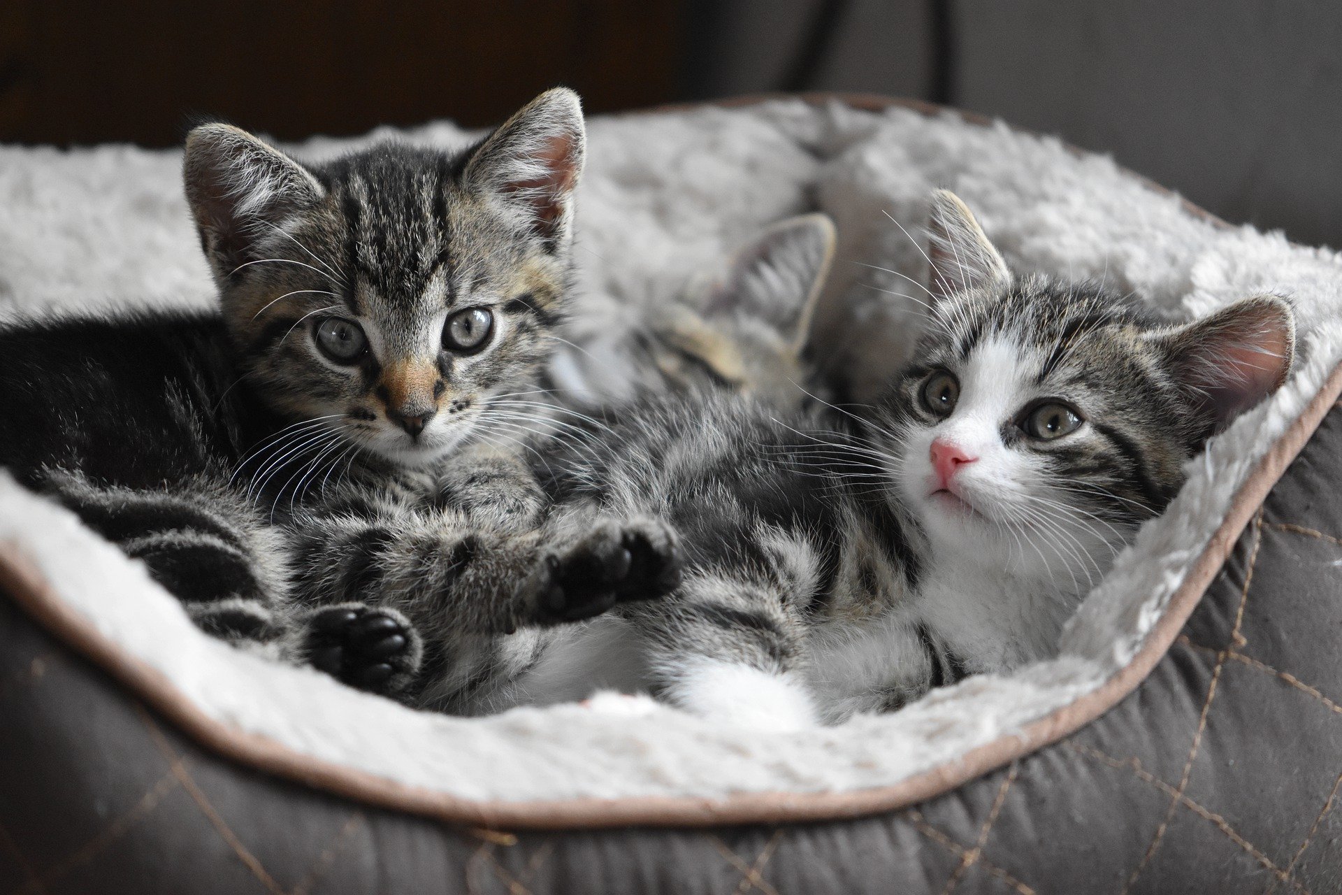 cat-4282123_1920_2884