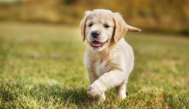puppy_hond_2