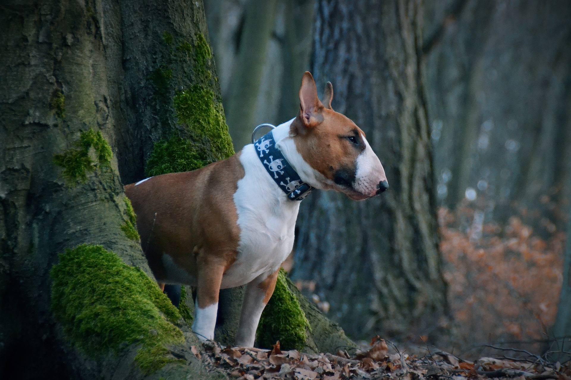bull-terrier-g5a32467b7_1920_6177