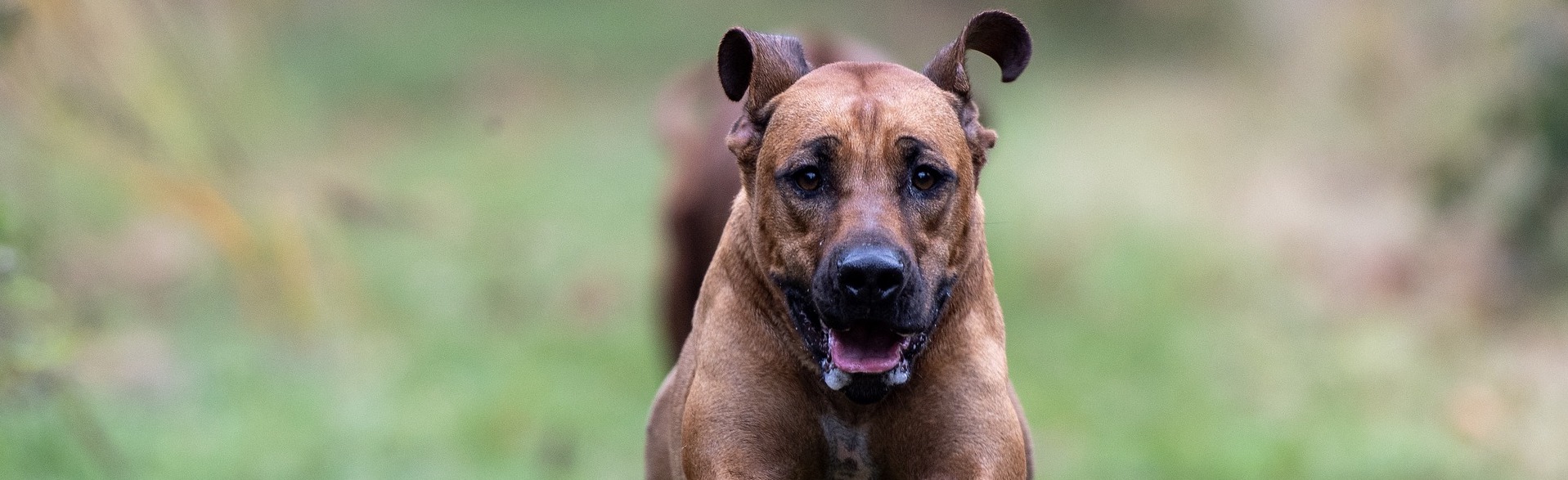 rhodesian-ridgeback_1_4666
