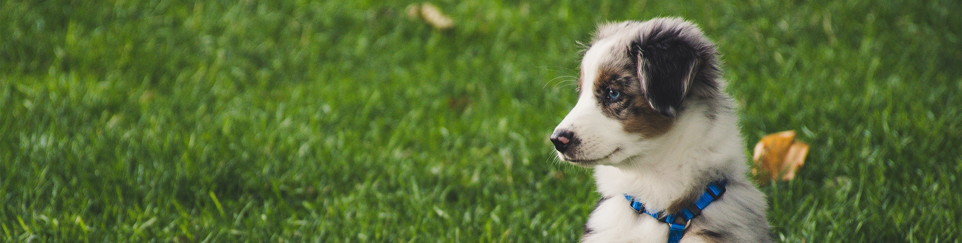 puppy_1_6612