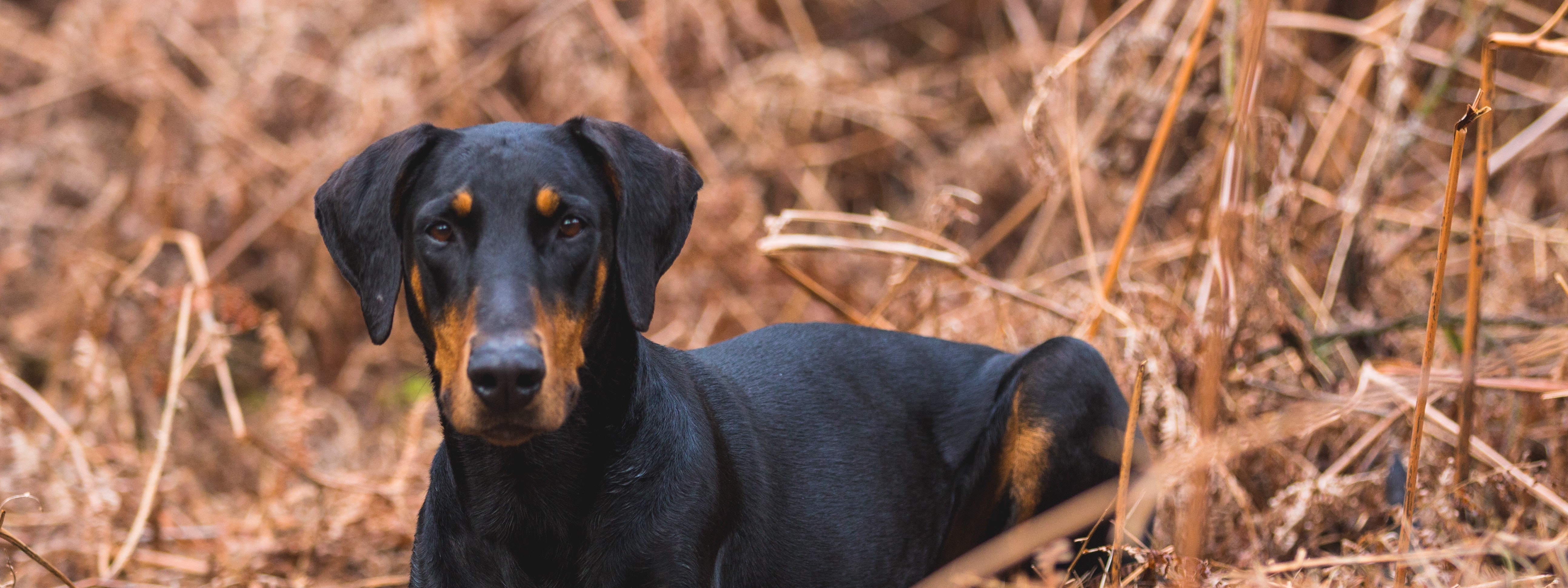 dobermann_1999