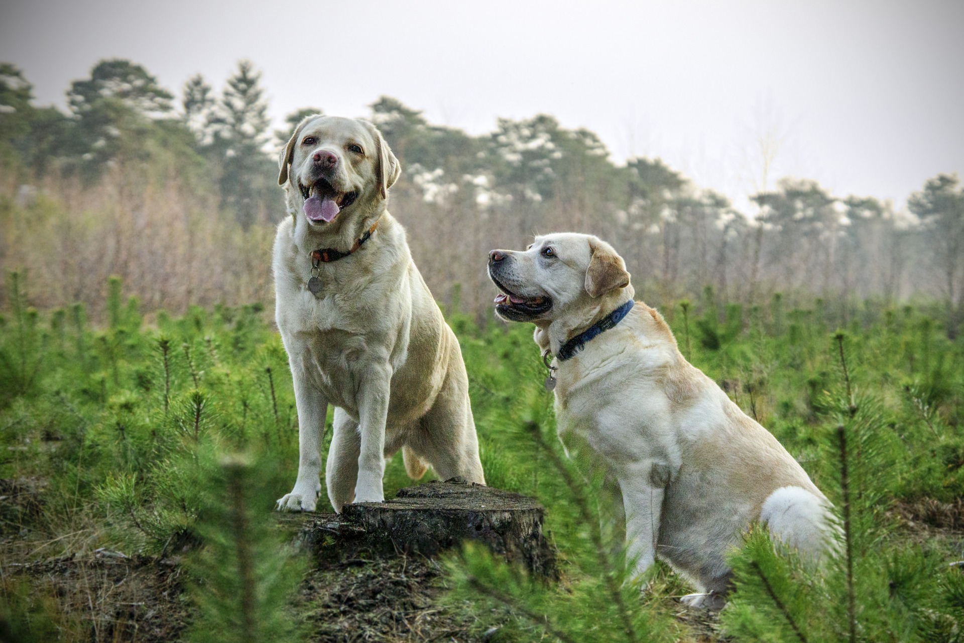labrador-805838_1920