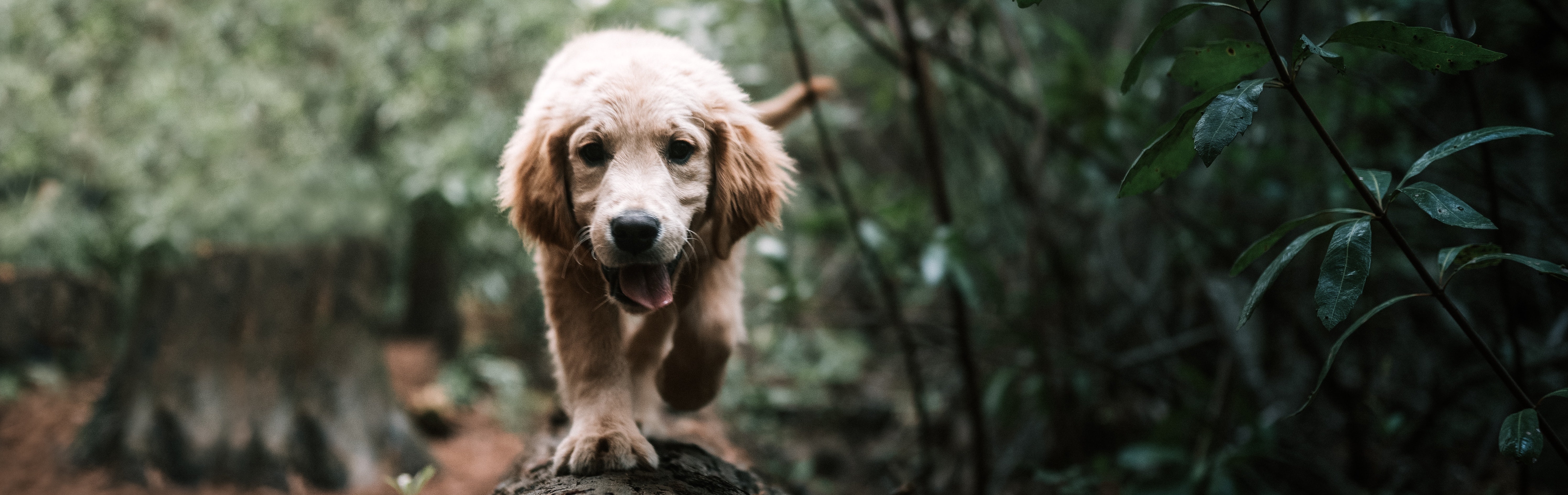 labrador_7507
