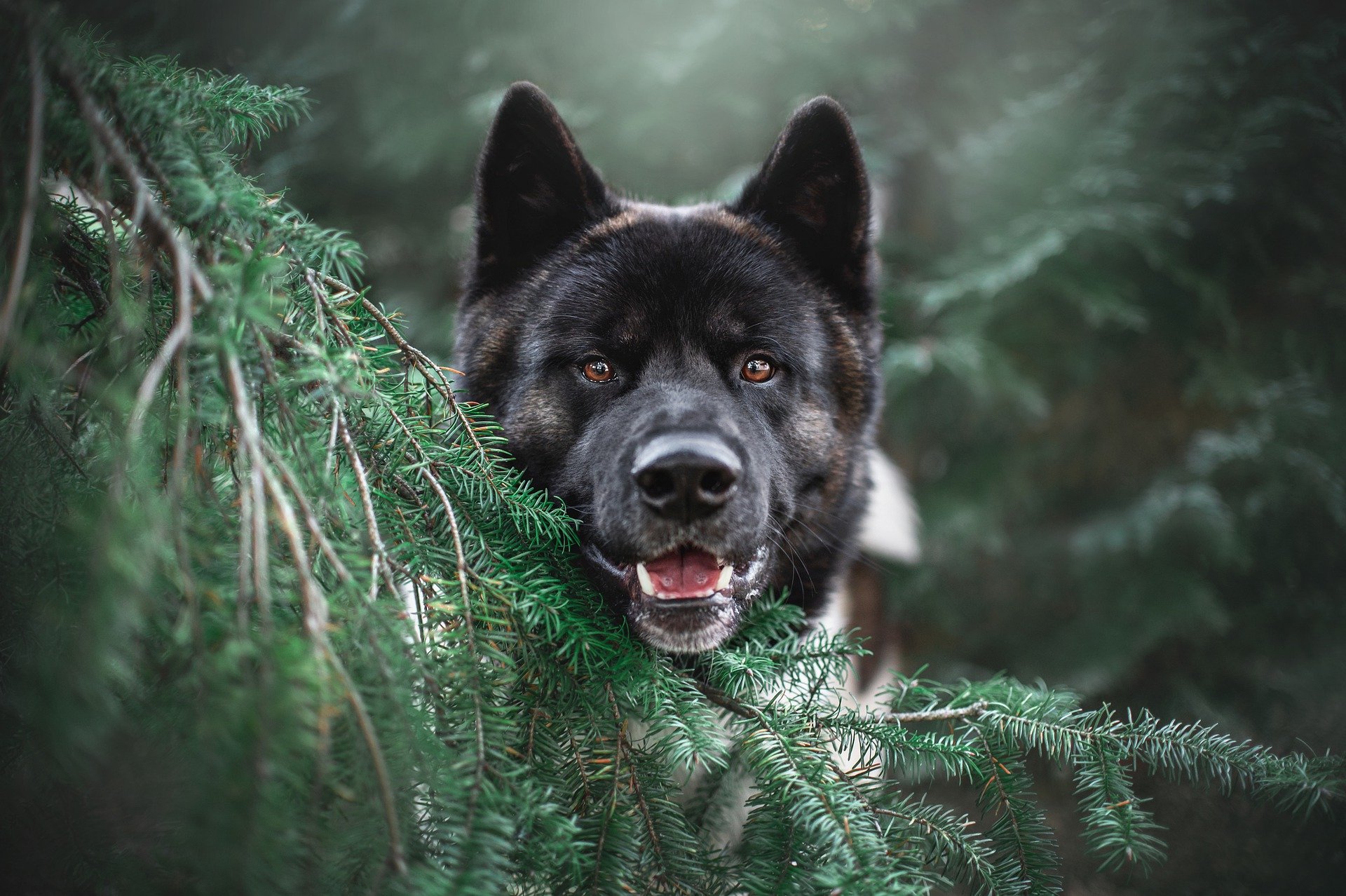 droge_huid_bij_hond