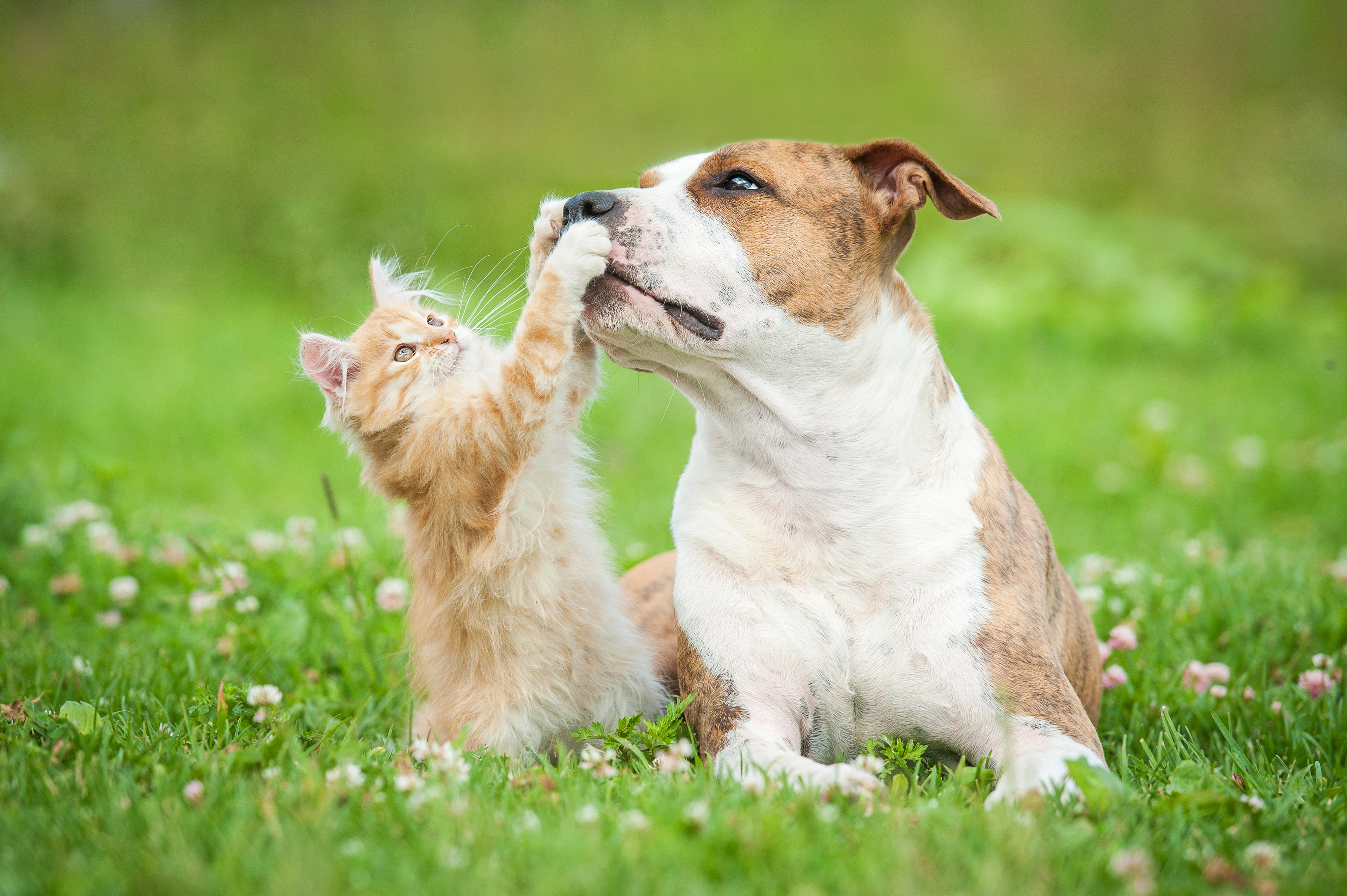 shutterstock_293069570