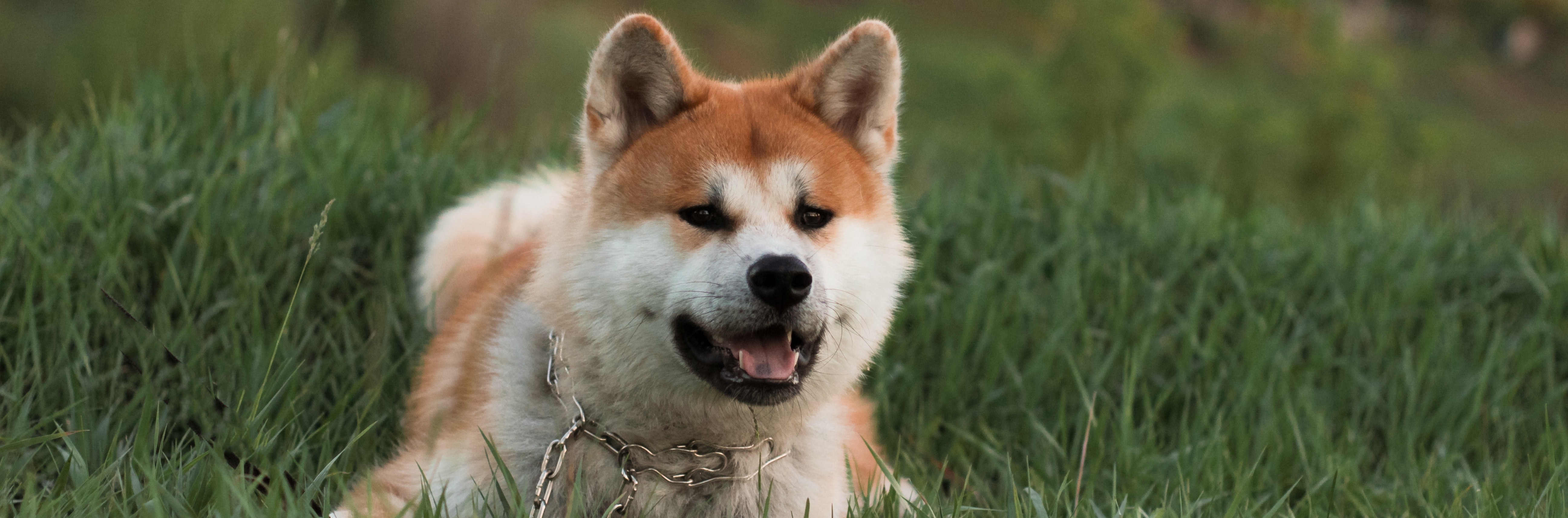 shiba-inu_1226