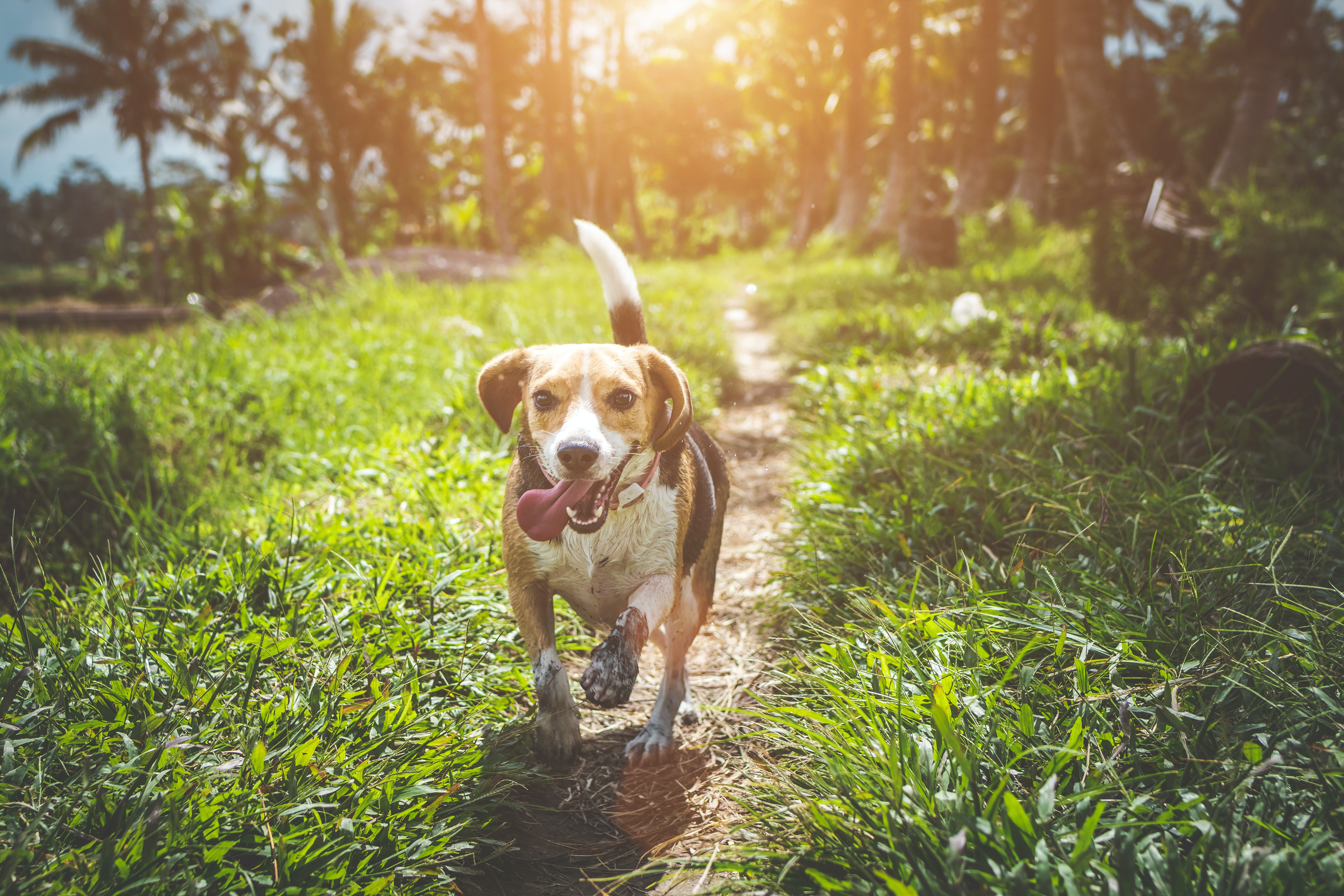 adult-beagle-walking-on-grass-field-1485637_1065