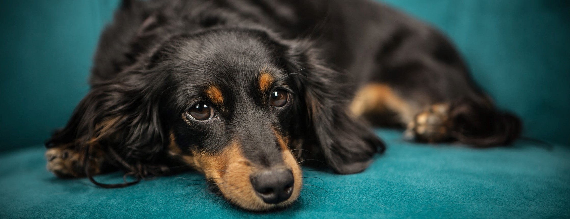 diarree-hond_4842