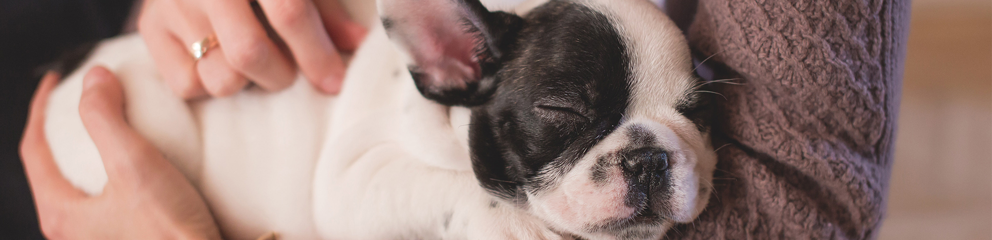 puppybrokken_5751