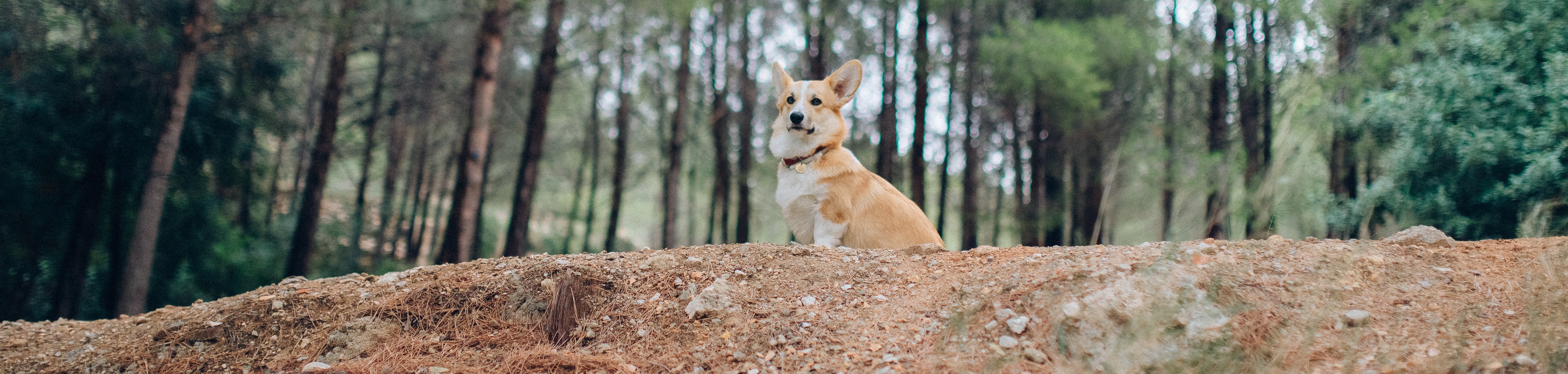 welsh-corgi_9986