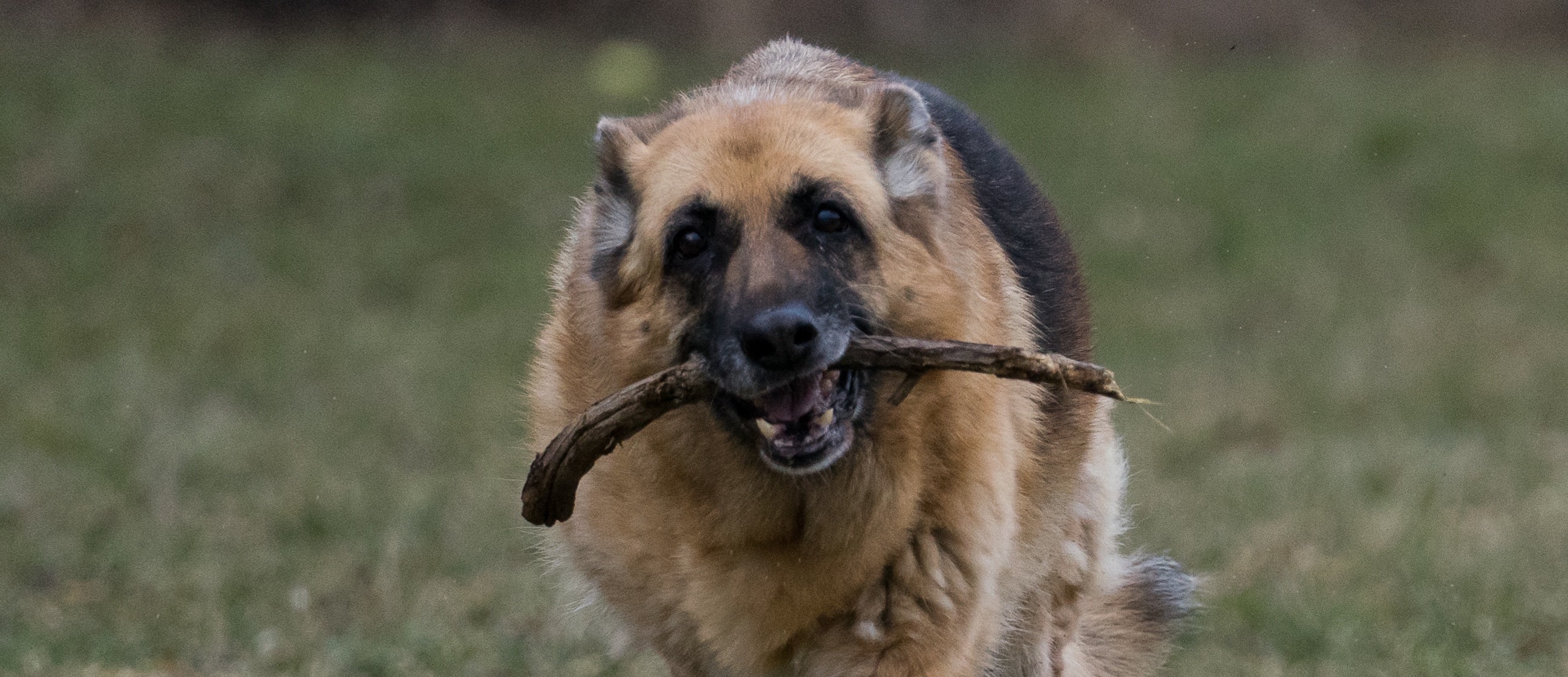 mechelse-herder_8750