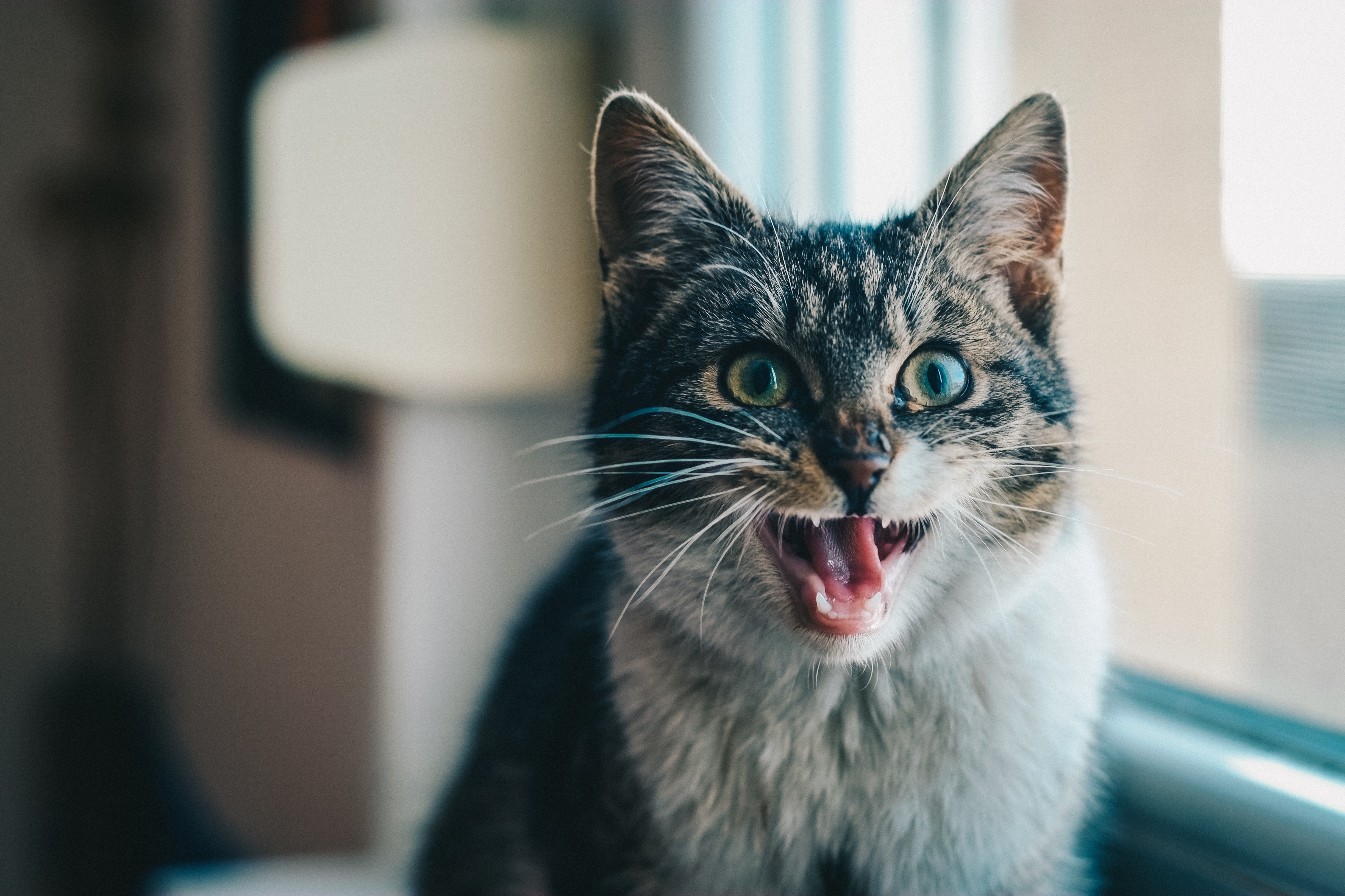 kattenvoer_aanbieding_5876