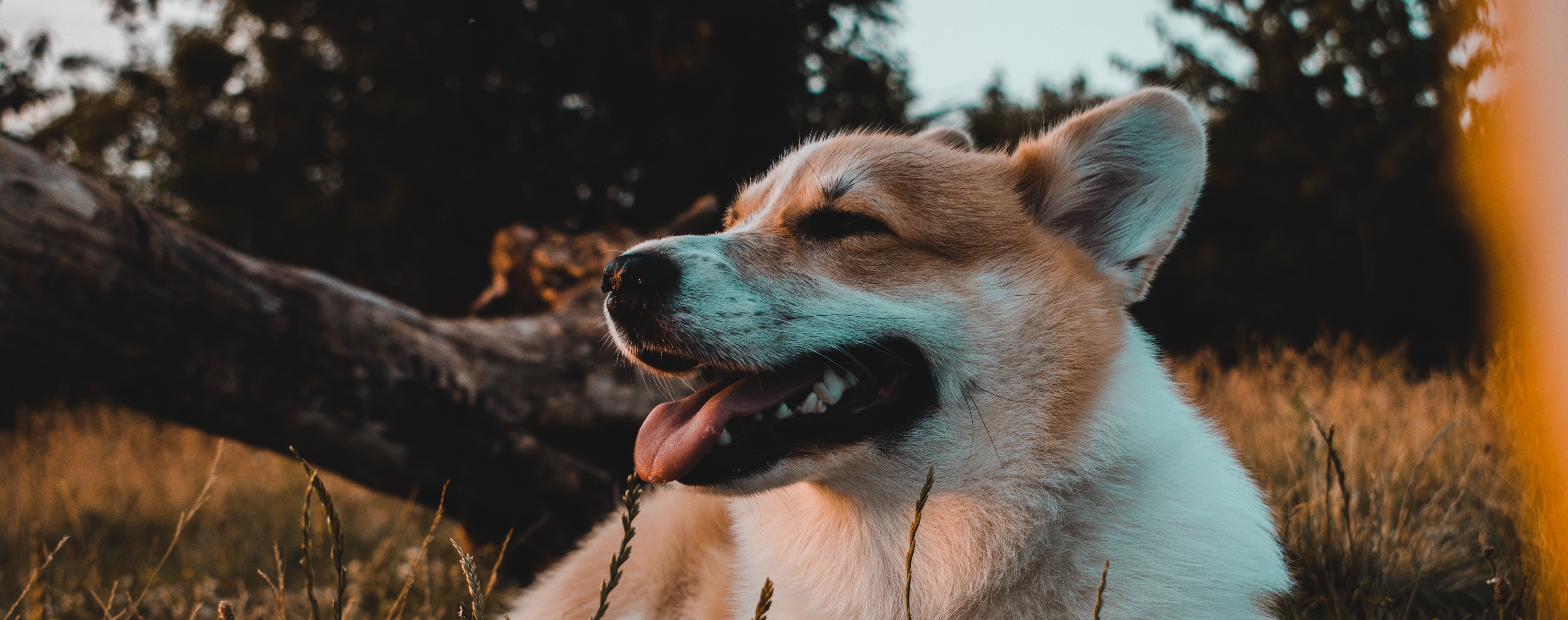 corgi_2694