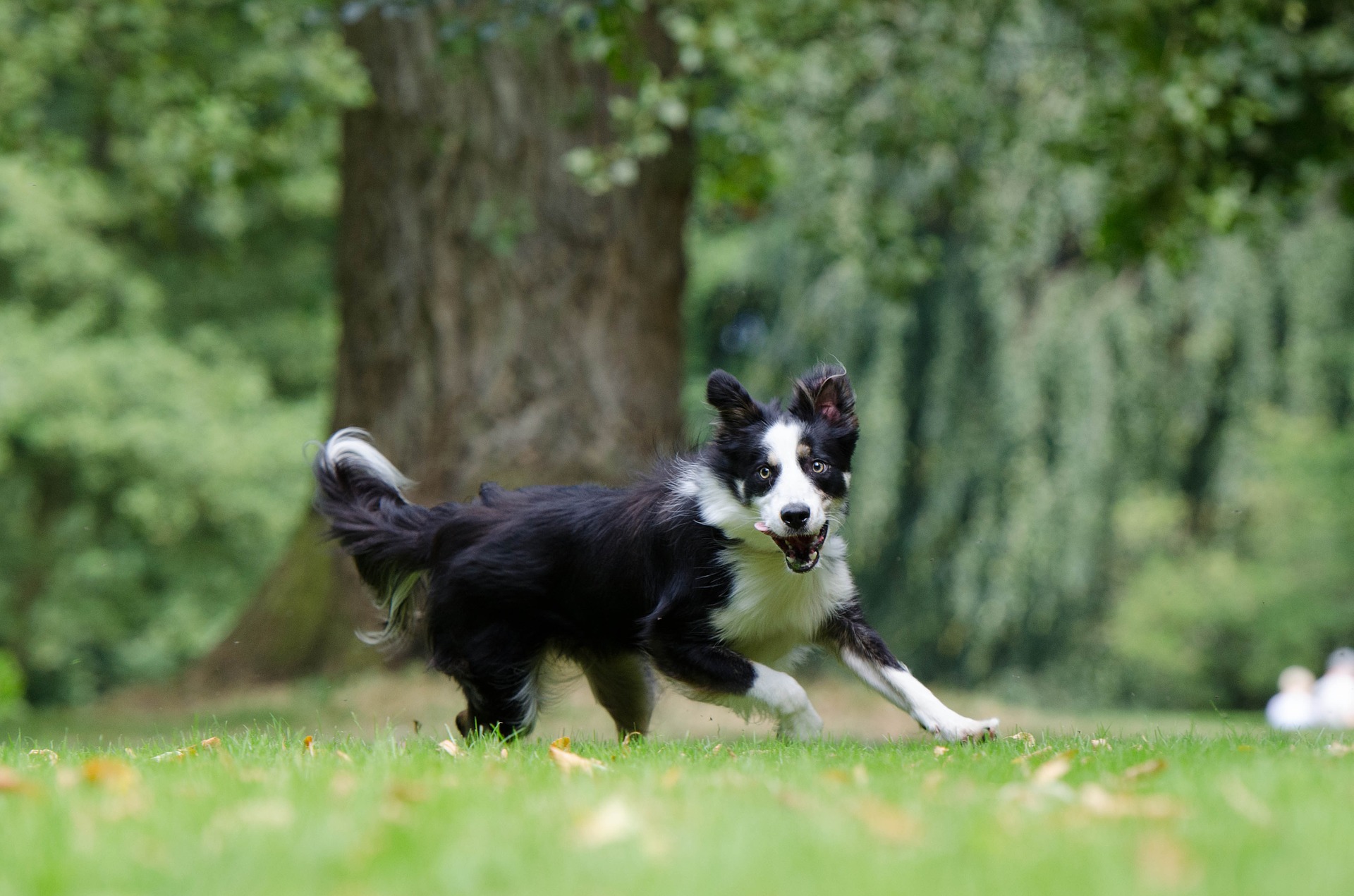 gezonde_ontlasting_hond